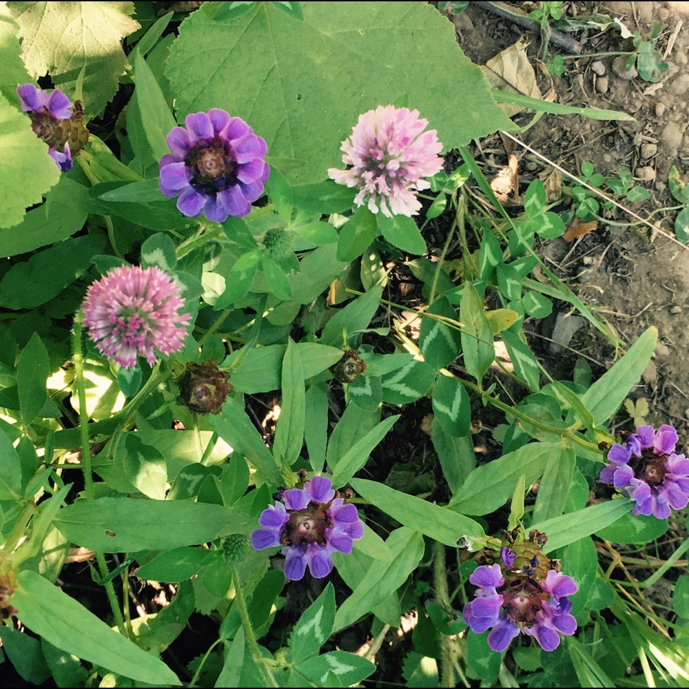 Meet your Posher, Kata