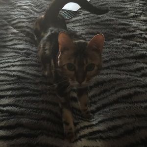 Meet your Posher, Isaiah