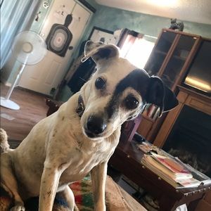 Meet your Posher, Joy