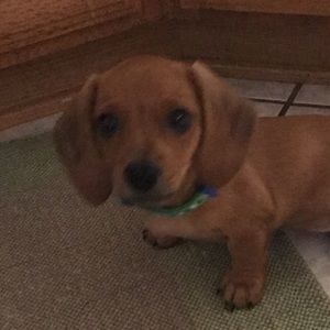 Meet your Posher, Sierra