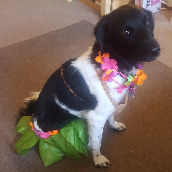 Meet your Posher, Pakeu - Picture 2 of 6