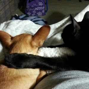 Meet your Posher, Debbie