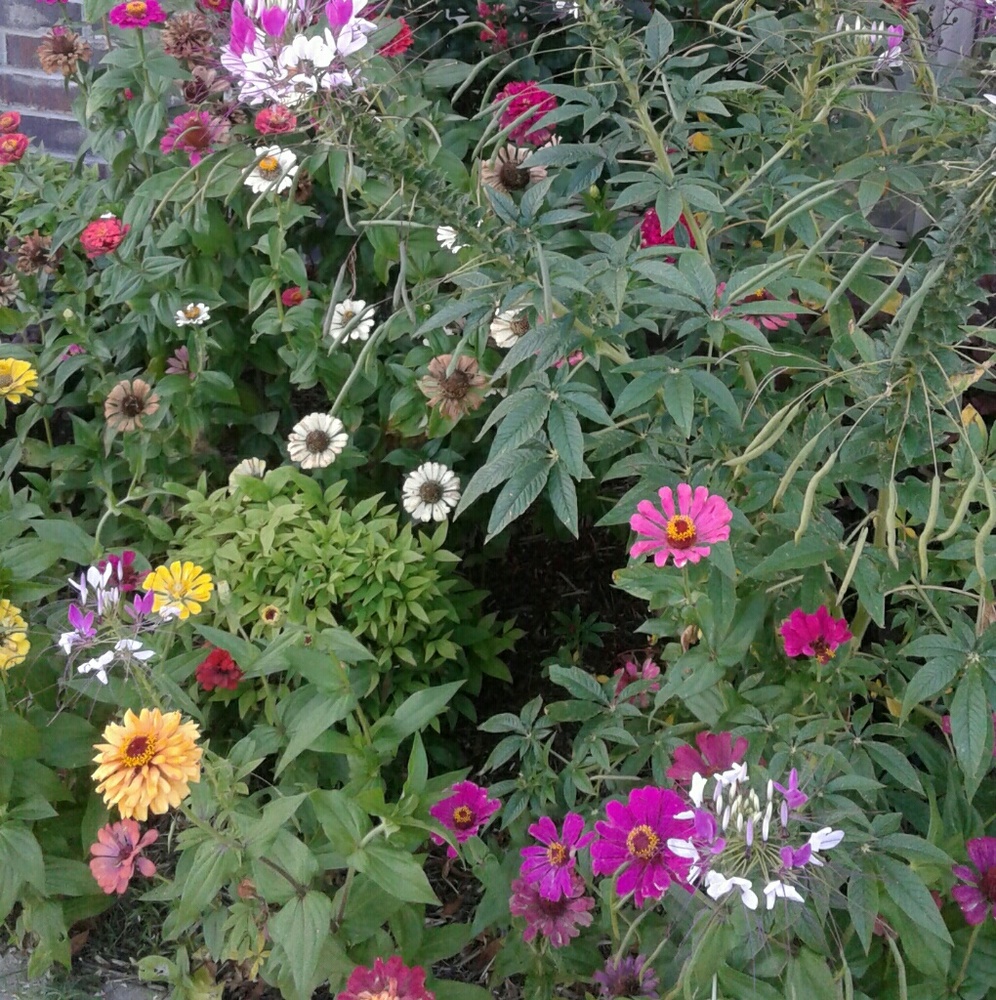 Meet your Posher, Rozanna