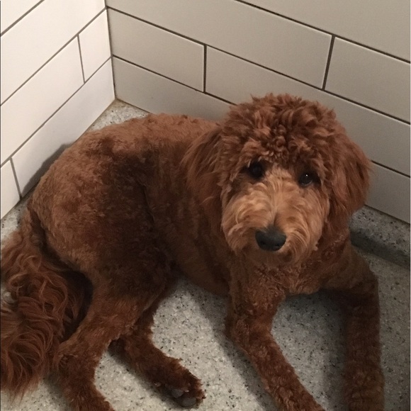 Meet your Posher, Anne - Picture 1 of 1