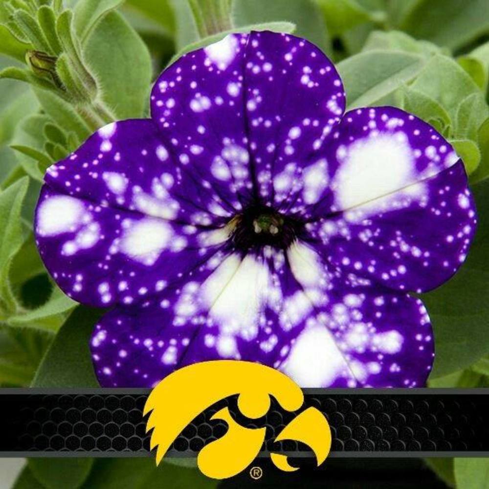 Meet your Posher, Patty