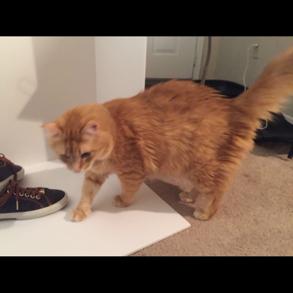 Meet your Posher, Victoria