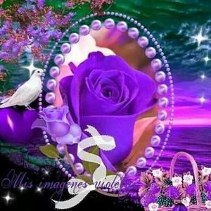 Meet your Posher, Rosa