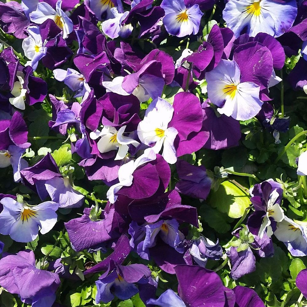 Meet your Posher, Vana