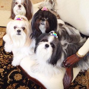 Meet your Posher, Alison