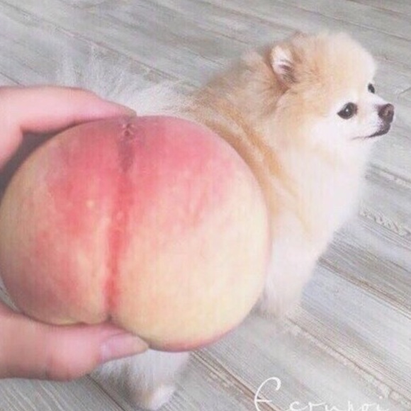 Meet your Posher, Anna - Picture 1 of 1