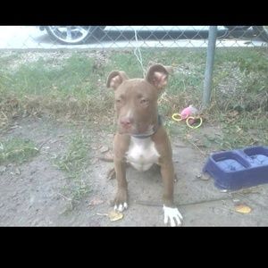 Meet your Posher, Allen