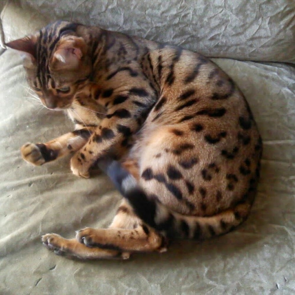 Meet your Posher, Gigi