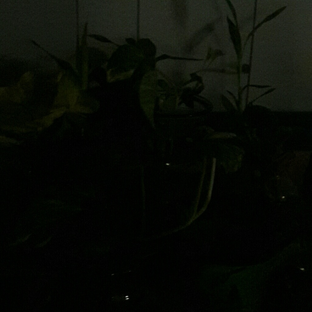 Plants and fish
