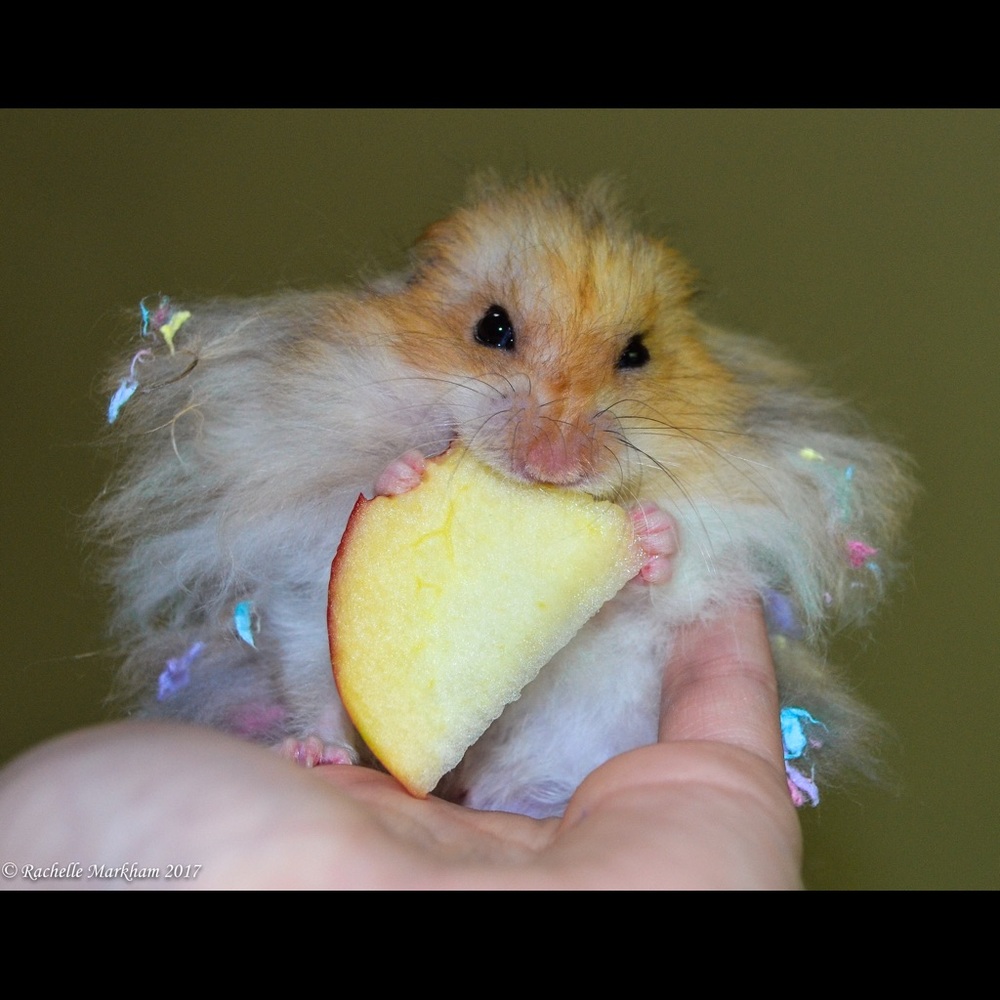 Meet your Posher, Rachelle