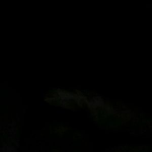 Meet your Posher, Roger