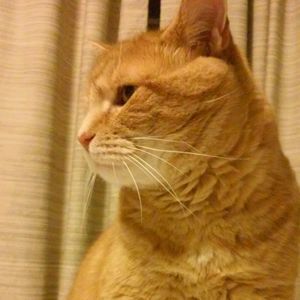 Meet your Posher, Candice