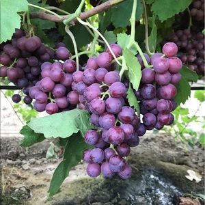 Meet your Posher, Vincent