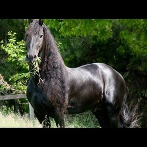 Meet your Posher, Lina