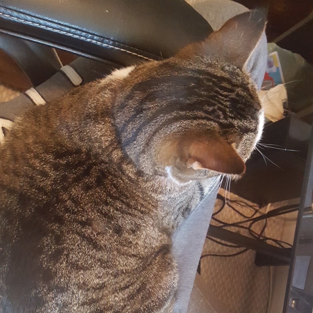 Meet your Posher, Jasmine