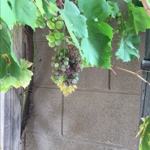 Meet your Posher, Sherry