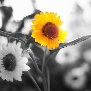 Meet your Posher, Alexa