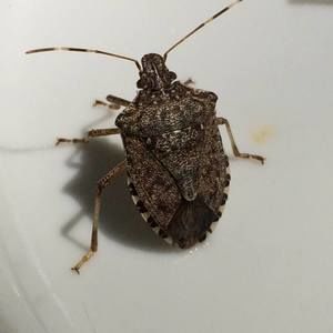 Meet your Posher, Christy