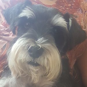 Meet your Posher, Sharon