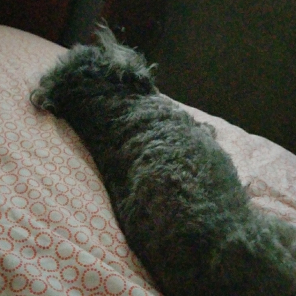 Meet your Posher, Rosa