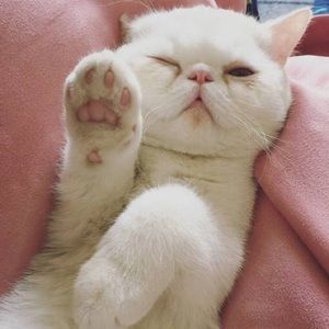 Meet your Posher, Fiona