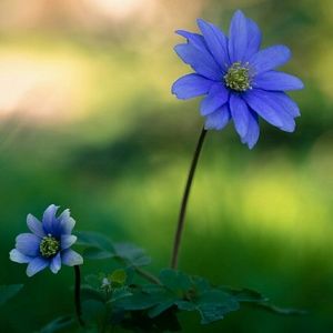 Meet your Posher, Angelita