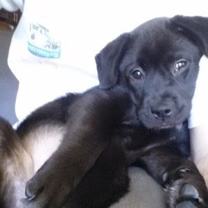 Meet your Posher, Steve