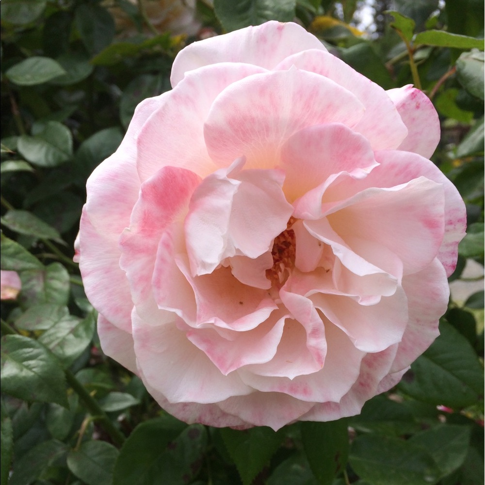 Meet your Posher, Monique