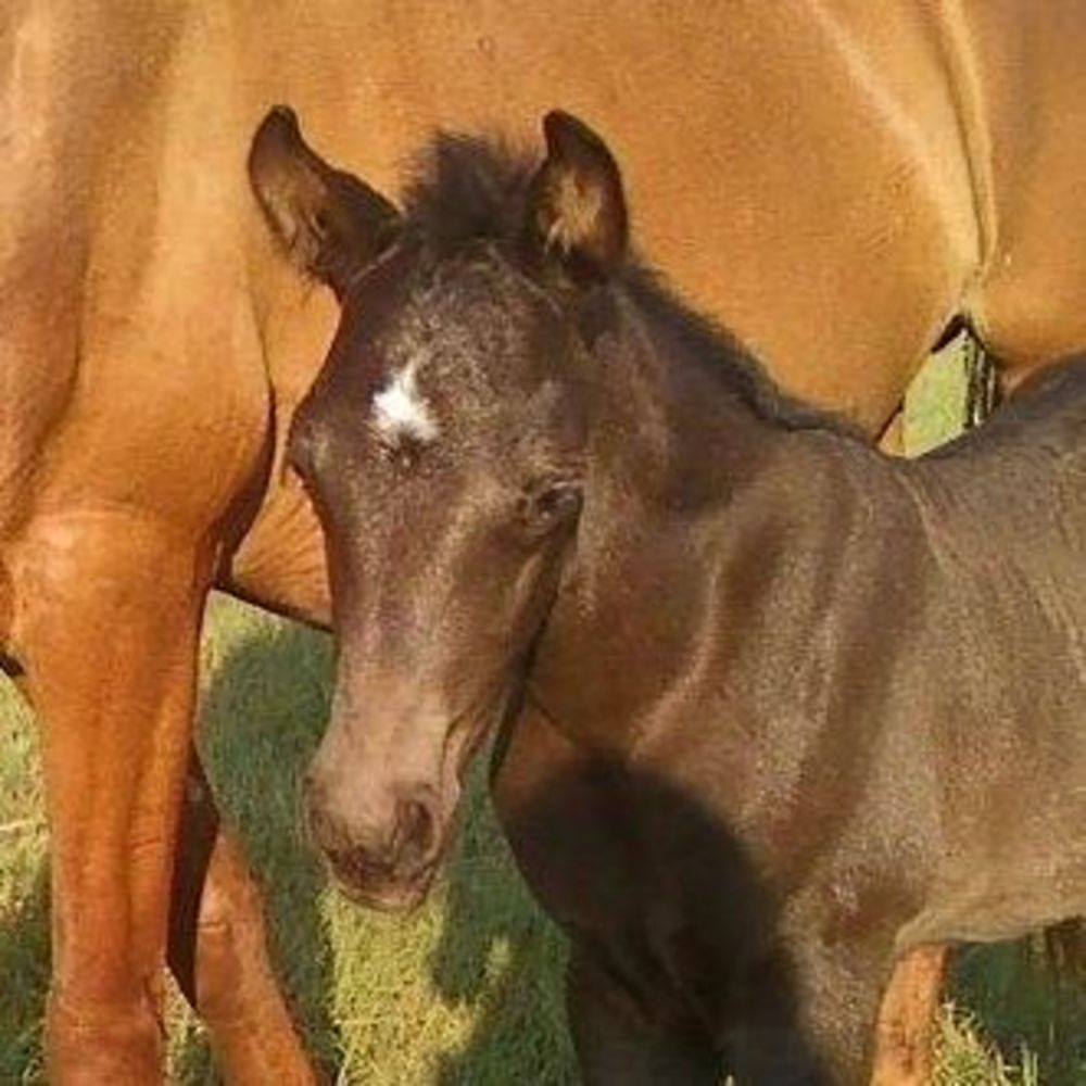 Meet your Posher, Robbi