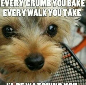 Meet your Posher, Katie