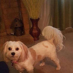 Meet your Posher, Georgie