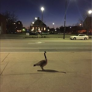 Meet your Posher, Yang