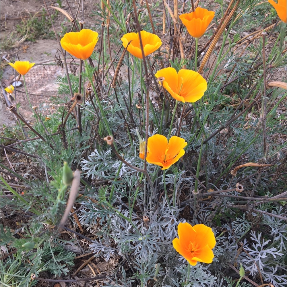 Meet your Posher, Lucy