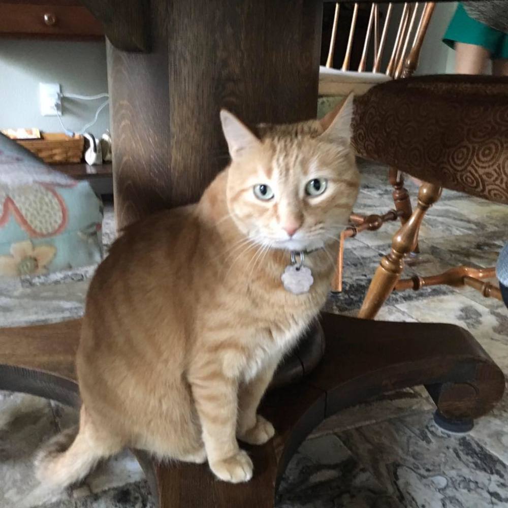 Meet your Posher, Dong