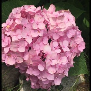 Meet your Posher, Carol