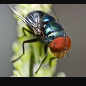 Meet your Posher, Charlie