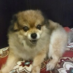 Meet your Posher, Carlos