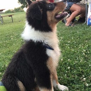 Meet your Posher, Calvin