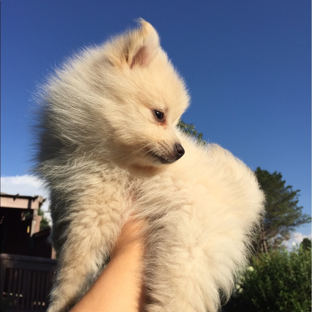 Meet your Posher, Riley