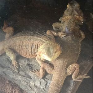 Meet your Posher, Samairin