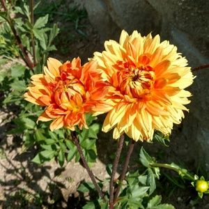 Meet your Posher, Dawn