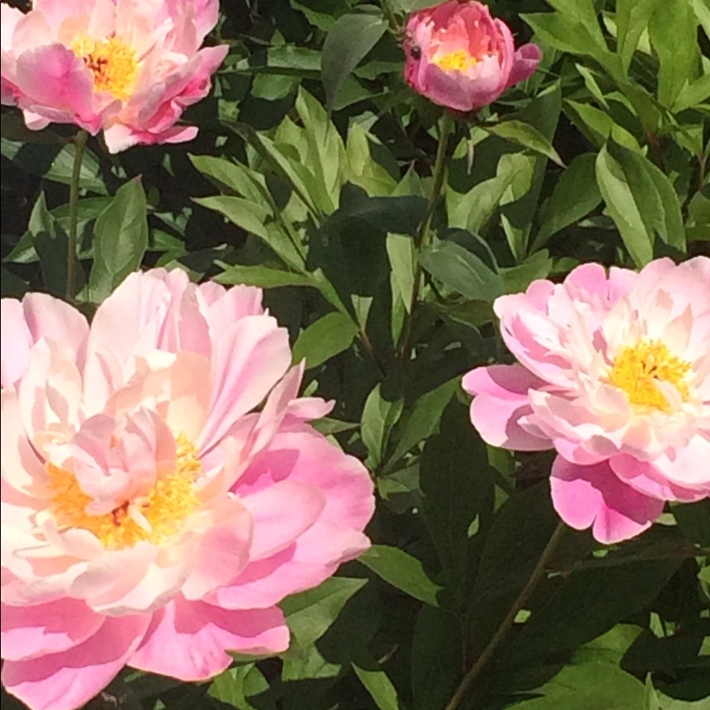 Meet your Posher, Victoria