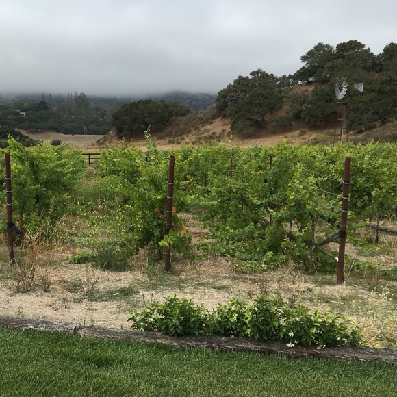 Meet your Posher, Amber - Picture 3 of 3