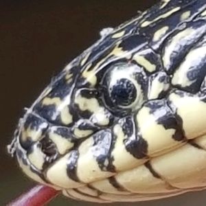 Meet your Posher, Terry