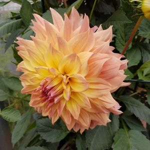 Meet your Posher, Darlene