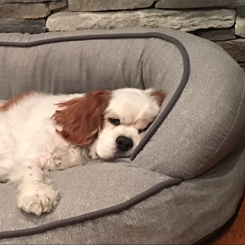 Meet your Posher, Molly